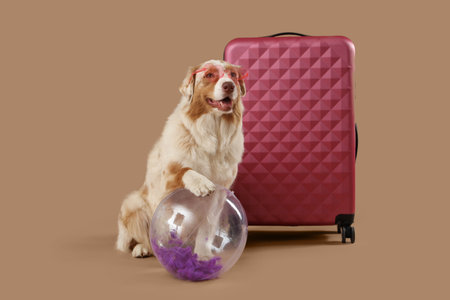 Cute Australian Shepherd dog with beach ball and suitcase on beige backgroundの写真素材