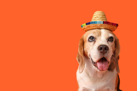 Cute Beagle dog in sombrero hat on orange backgroundの写真素材