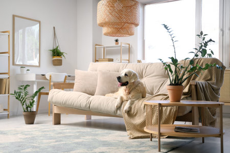 Adorable Labrador dog lying on sofa in light living roomの写真素材