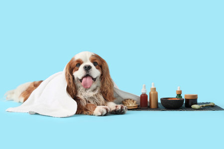 Cute cavalier King Charles spaniel with cosmetic products and massage tools lying on blue backgroundの写真素材