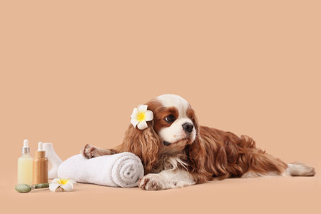 Cute cavalier King Charles spaniel with cosmetic products, massage roller and flowers lying on beige backgroundの写真素材