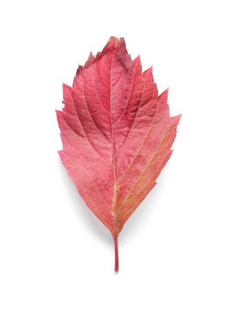 Red leaf of wild grapes isolated on white background
