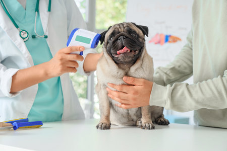 Female veterinarian with owner measuring temperature of pug dog in clinic, closeupの写真素材
