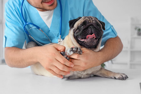 Male veterinarian trimming pug dog's claws at table in clinic, closeup
