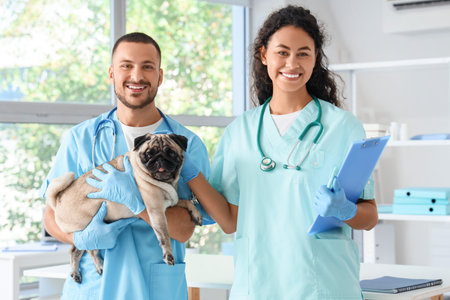 Young veterinarians with pug dog in clinic