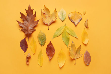 Composition with beautiful fallen leaves on orange background