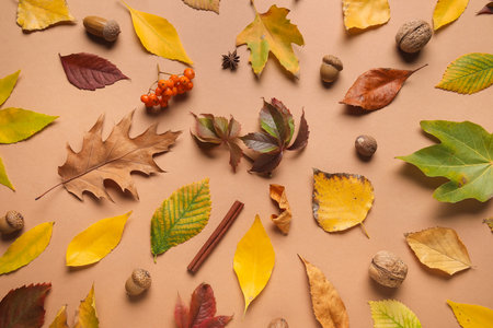 Composition with fallen leaves, natural forest decor and spices on color backgroundの写真素材