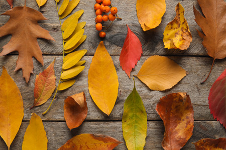 Composition with different fallen leaves and rowan berries on wooden backgroundの写真素材
