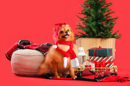 Cute Pomeranian dog in Santa hat with Christmas tree, gift boxes and plaid on red backgroundの写真素材