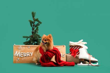 Cute Pomeranian dog with gift boxes, MERRY CHRISTMAS board, ice skates and fir tree on green backgroundの写真素材
