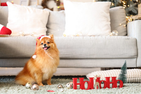 Cute Pomeranian dog with Santa hat and Christmas decorations sitting on floor at homeの写真素材