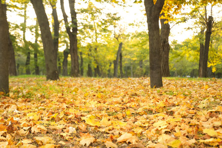 Fall leaves on grass in beautiful autumn park