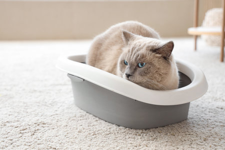 Cute British Shorthair cat lying in litter box at home, closeupの写真素材