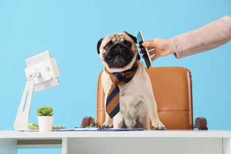 Funny pug dog with necktie receiving mobile phone from secretary at desk on blue backgroundの写真素材