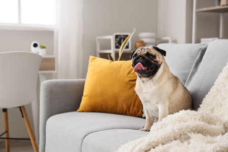 Cute pug dog sitting on sofa under video surveillance at homeの写真素材