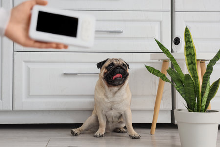 Cute pug dog under video surveillance with owner in kitchenの写真素材