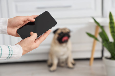 Woman using mobile phone for monitoring her pug dog in kitchen, closeupの写真素材
