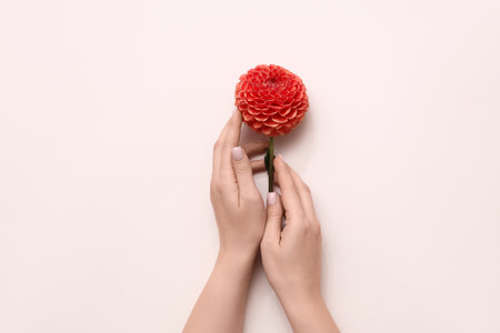 Female hands with beautiful orange dahlia flower on light backgroundの写真素材