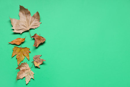 Dried fallen leaves on green background