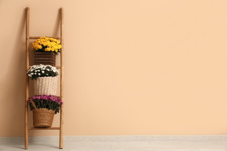 Ladder with chrysanthemum flowers near beige wall in roomの写真素材