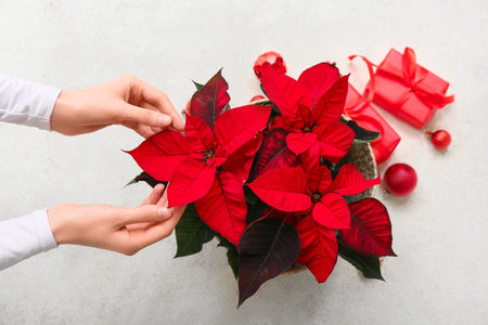 Female hands with Christmas plant poinsettia, balls and gift boxes on white backgroundの写真素材