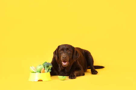 Cute Labrador dog with fresh food in feeding bowl lying on yellow backgroundの写真素材