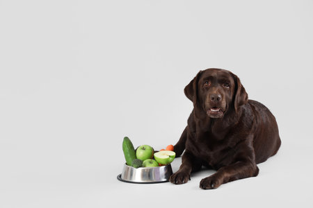 Cute Labrador dog with fresh food in feeding bowl lying on light backgroundの写真素材
