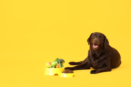 Cute Labrador dog with fresh food in feeding bowl lying on yellow backgroundの写真素材
