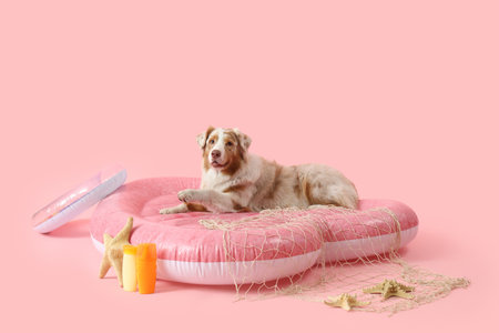 Cute Australian Shepherd dog with beach accessories lying on swim mattress against pink backgroundの写真素材