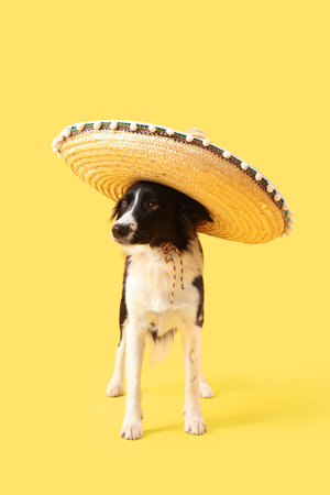 Cute Border Collie dog in sombrero hat on yellow backgroundの写真素材