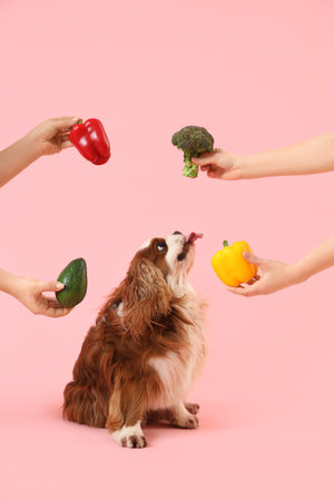 Cute cavalier King Charles spaniel and female hands with fresh vegetables on pink backgroundの写真素材