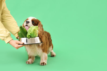 Woman giving feeding bowl with vegetables to cavalier King Charles spaniel on green backgroundの写真素材