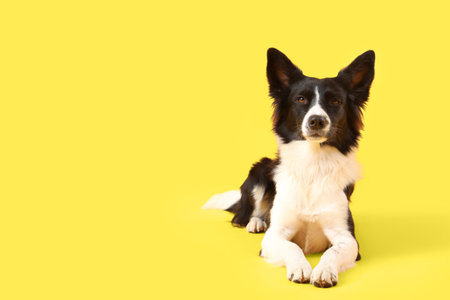 Cute Border Collie dog lying on yellow backgroundの写真素材