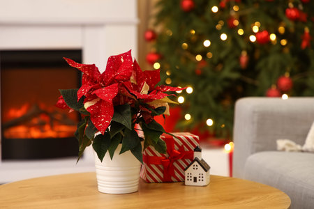 Christmas composition with poinsettia flower on table in living room. Closeupの写真素材