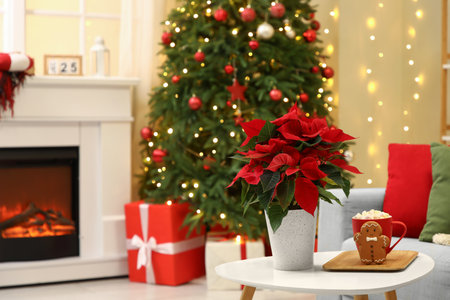 Christmas flower poinsettia, cup of cocoa and gingerbread man on table in living room. Closeupの写真素材