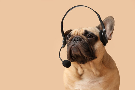 Cute French bulldog in headset on beige background, closeupの写真素材