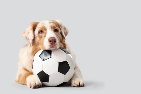 Cute Australian Shepherd dog with soccer ball lying on light backgroundの写真素材