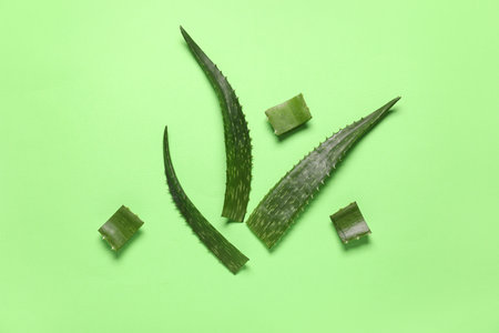 Composition with whole and cut fresh aloe leaves on green backgroundの写真素材