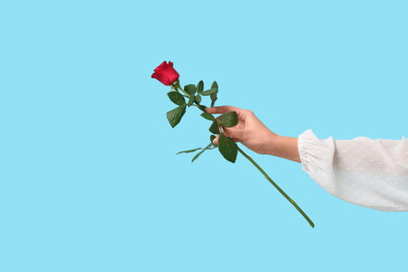 Female hand with beautiful red rose on blue background. Valentine's day celebrationの写真素材