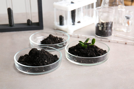 Petri dishes with soil and seedlings on table in laboratoryの写真素材