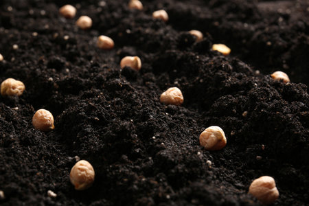 Chickpea seeds in black soil, closeupの写真素材