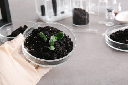 Scientist holding Petri dish with soil and seedlings near grunge table, closeup