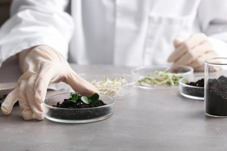 Scientist soil studying and plant seedlings at grunge table, closeupの写真素材