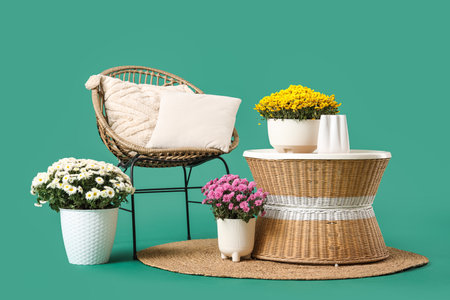 Coffee table, armchair with cushions and chrysanthemum flowers on green backgroundの写真素材
