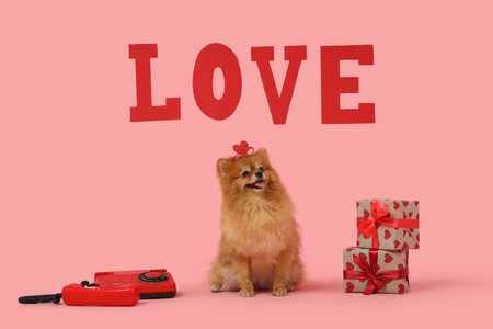 Cute Pomeranian dog with gift boxes, retro phone and word LOVE sitting on pink background. Valentine's Day celebrationの写真素材