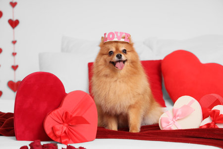 Cute Pomeranian dog in headband with gift boxes sitting on bed at home. Valentine's Day celebrationの写真素材