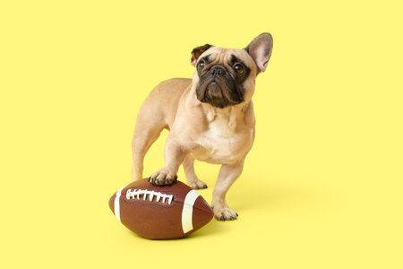 Cute French bulldog with rugby ball on yellow backgroundの写真素材