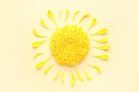 Yellow chrysanthemum flower and petals on color backgroundの写真素材