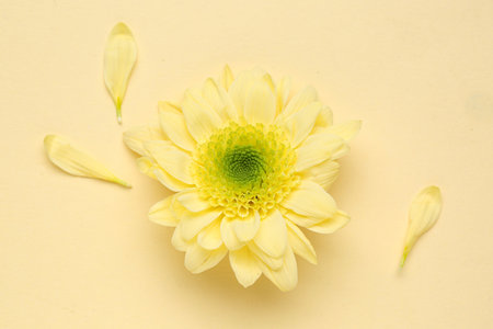 Yellow chrysanthemum flower and petals on color backgroundの写真素材