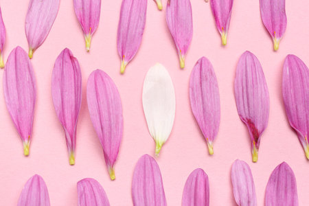 Chrysanthemum flower petals on pink background